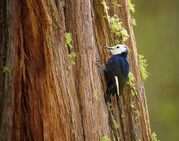White-headed Woodpecker female2
