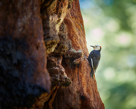 White-headed Woodpecker-male-8x10 crop