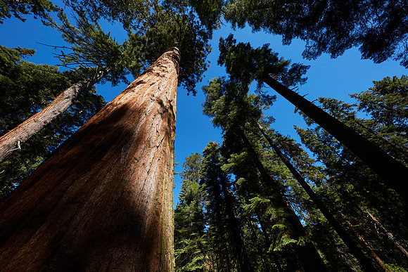 Big Trees-0038 Redwood in light
