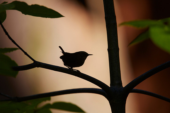 Winter Wren 2 silhouette-