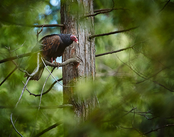 Turkey Vulture 001