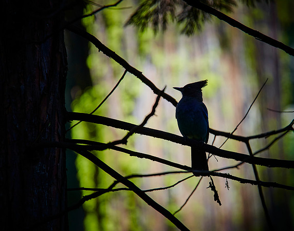 Big Trees Stellar's Jay 001 2