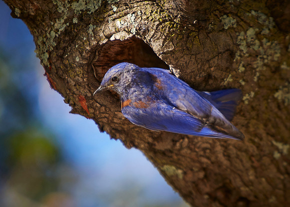 Western Blue Bird-029