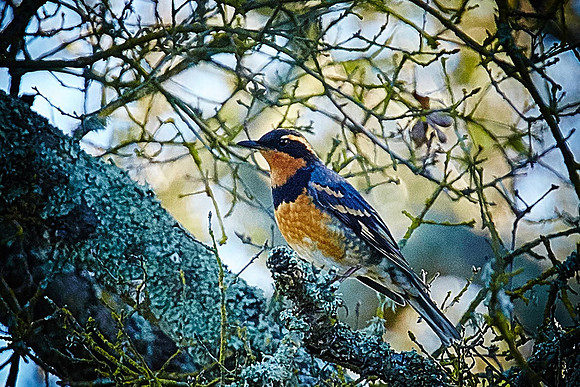 25_0_662_1river_bend_154_varied_thrush_1800x1200_s4web