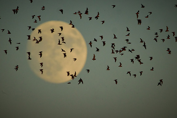 Mexican Freetailed Bats 0046
