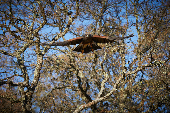 Falconry 138
