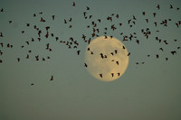 Mexican Freetailed Bats 0041