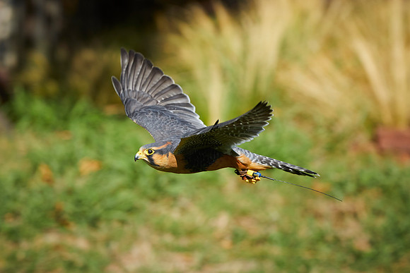 Falconry 658