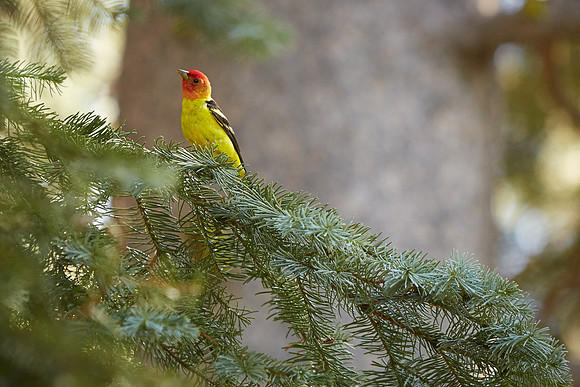23_0_649_1western_tanager_cody_2013_101