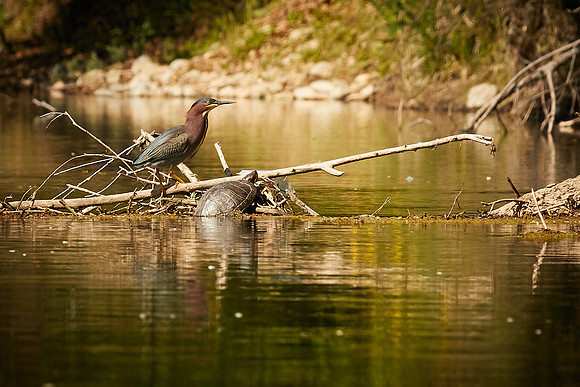 Birds April 2020  133