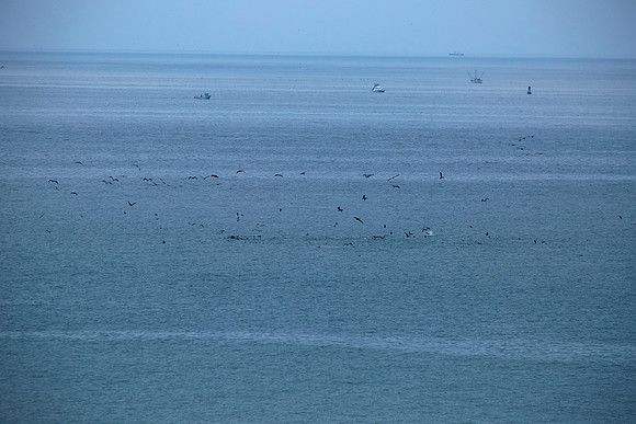 Bolinas 2014 044