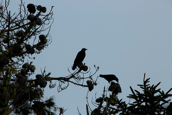 Bolinas 2014 051
