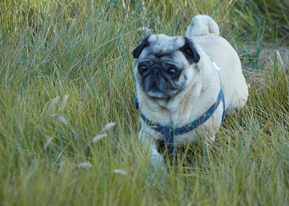 Bolinas 2014 056