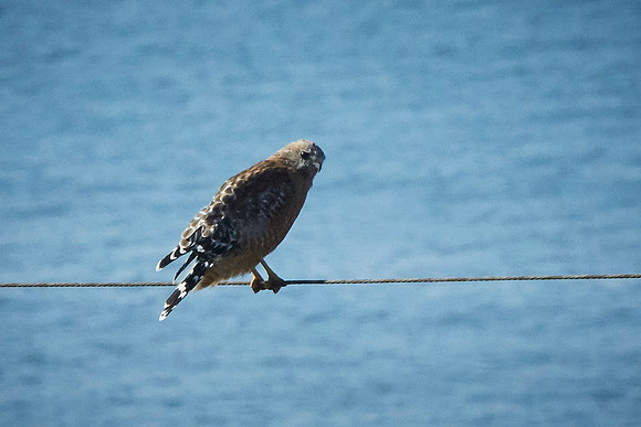 Bolinas 2014 062