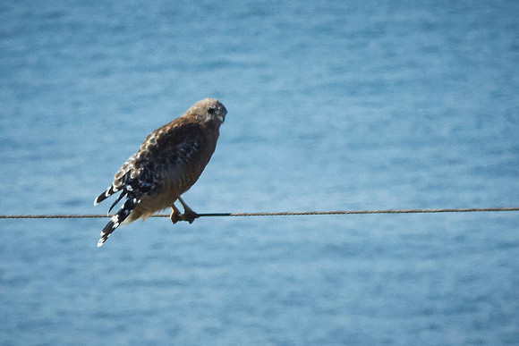 Bolinas 2014 063