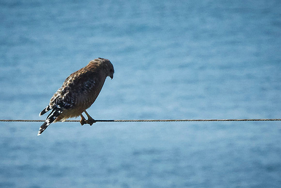 Bolinas 2014 064
