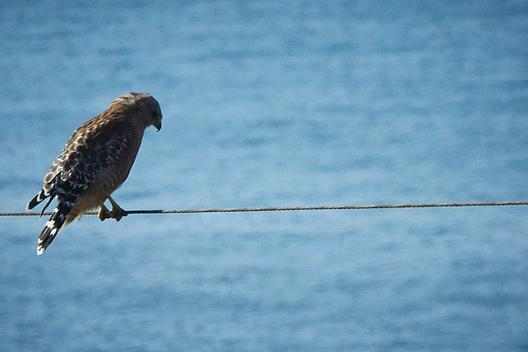 Bolinas 2014 066