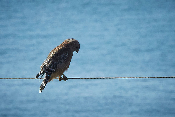 Bolinas 2014 067