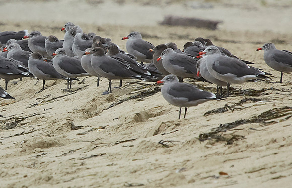 Bolinas 2014 072