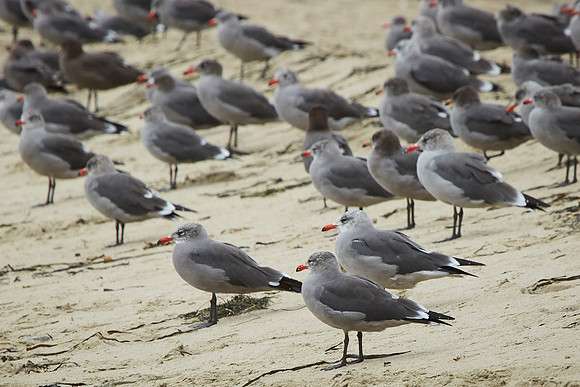 Bolinas 2014 073