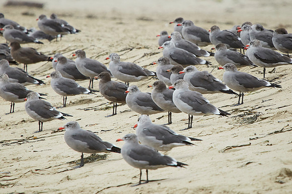 Bolinas 2014 074
