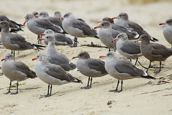 Bolinas 2014 077