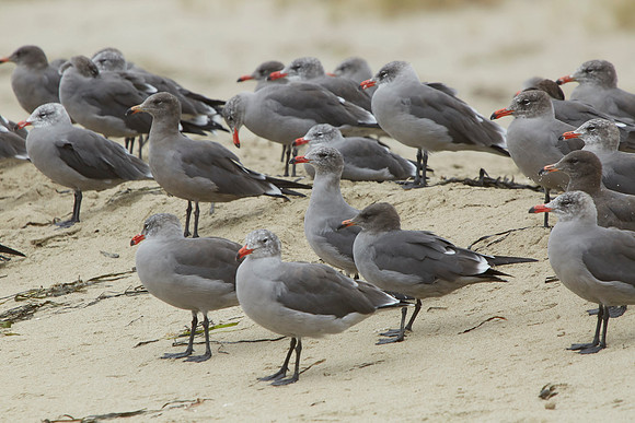 Bolinas 2014 078