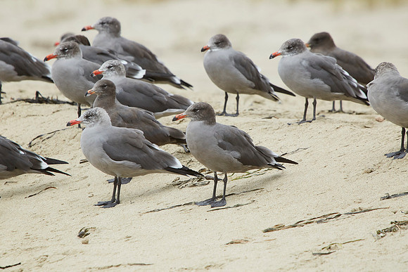 Bolinas 2014 079