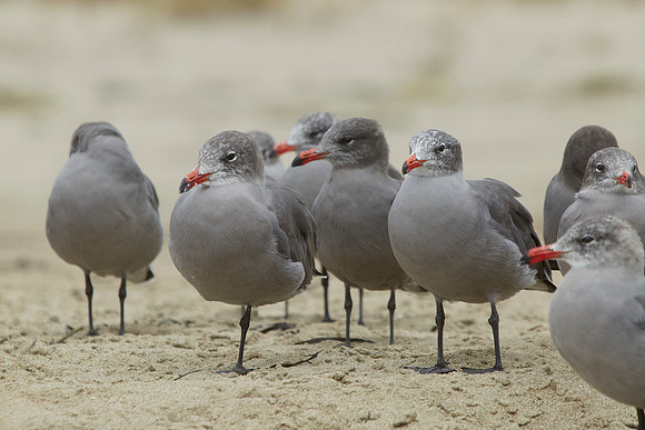 Bolinas 2014 081