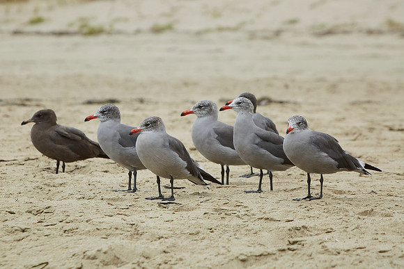 Bolinas 2014 086