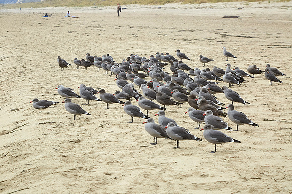 Bolinas 2014 088