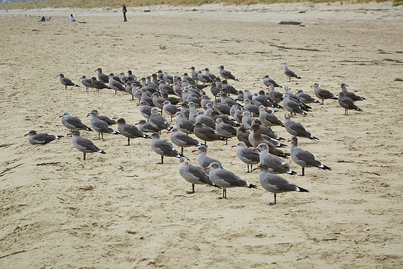 Bolinas 2014 089