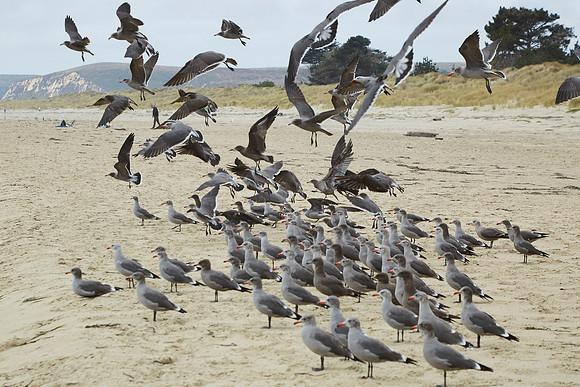 Bolinas 2014 090