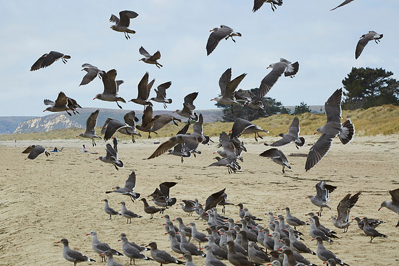 Bolinas 2014 091