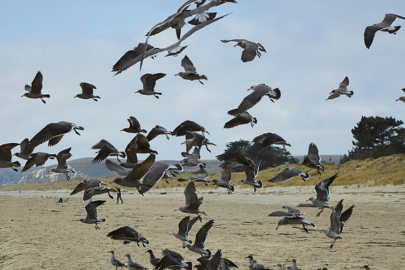 Bolinas 2014 092