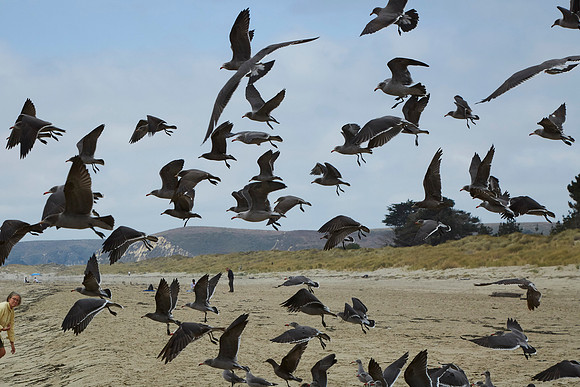 Bolinas 2014 093