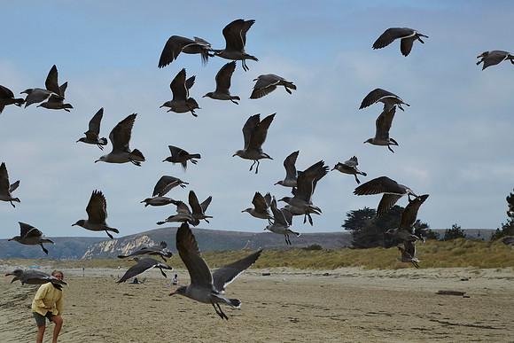Bolinas 2014 096