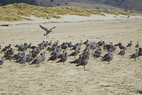 Bolinas 2014 112