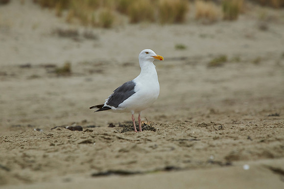 Bolinas 2014 119