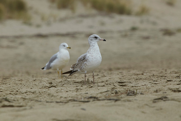 Bolinas 2014 121