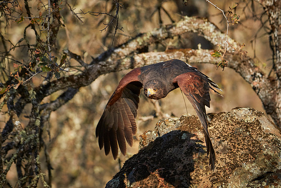 Falconry 7D 1000