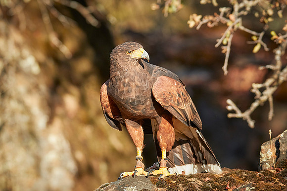 Falconry 7D 0994