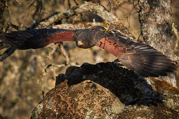 Falconry 7D 0999