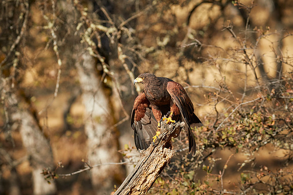 Falconry 7D 1032