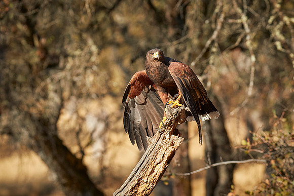 Falconry 7D 1033