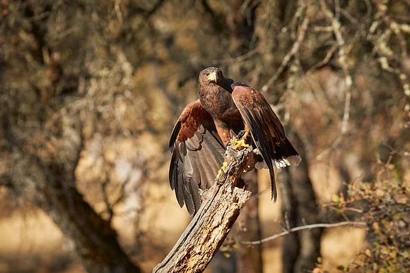 Falconry 7D 1035