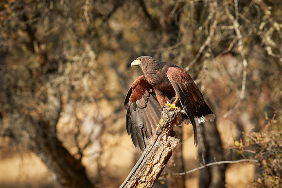 Falconry 7D 1036