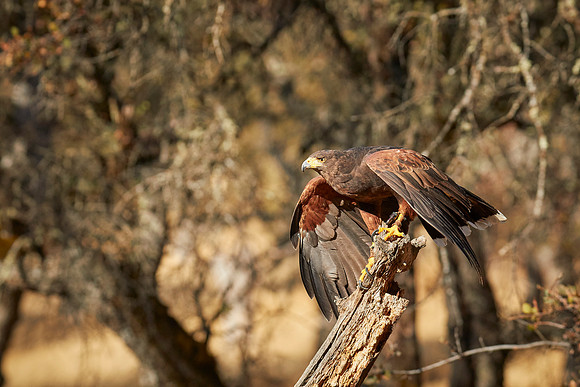 Falconry 7D 1038