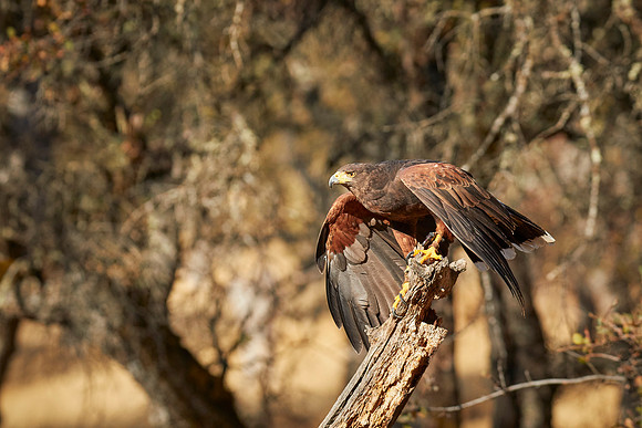 Falconry 7D 1039