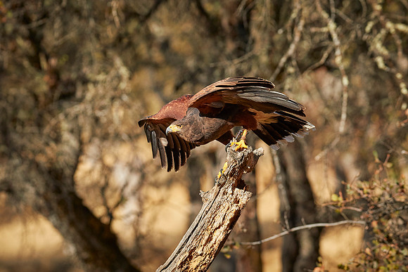 Falconry 7D 1040